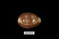 藏品(雪山寶螺)的圖片